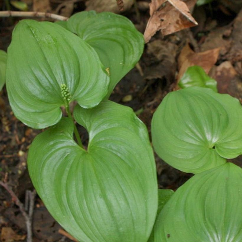 Maianthemum bifolium - Schattenblume (Laub)