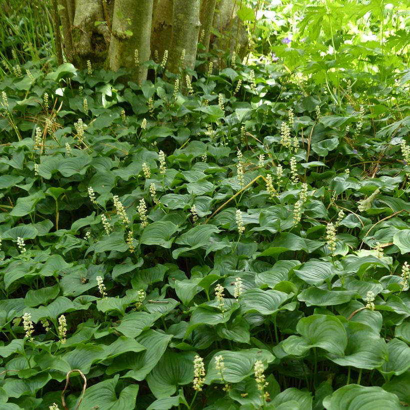 Maianthemum bifolium - Schattenblume (Wuchs)