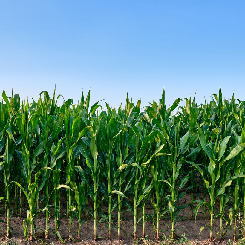 Mais (Samen) (Wuchs)