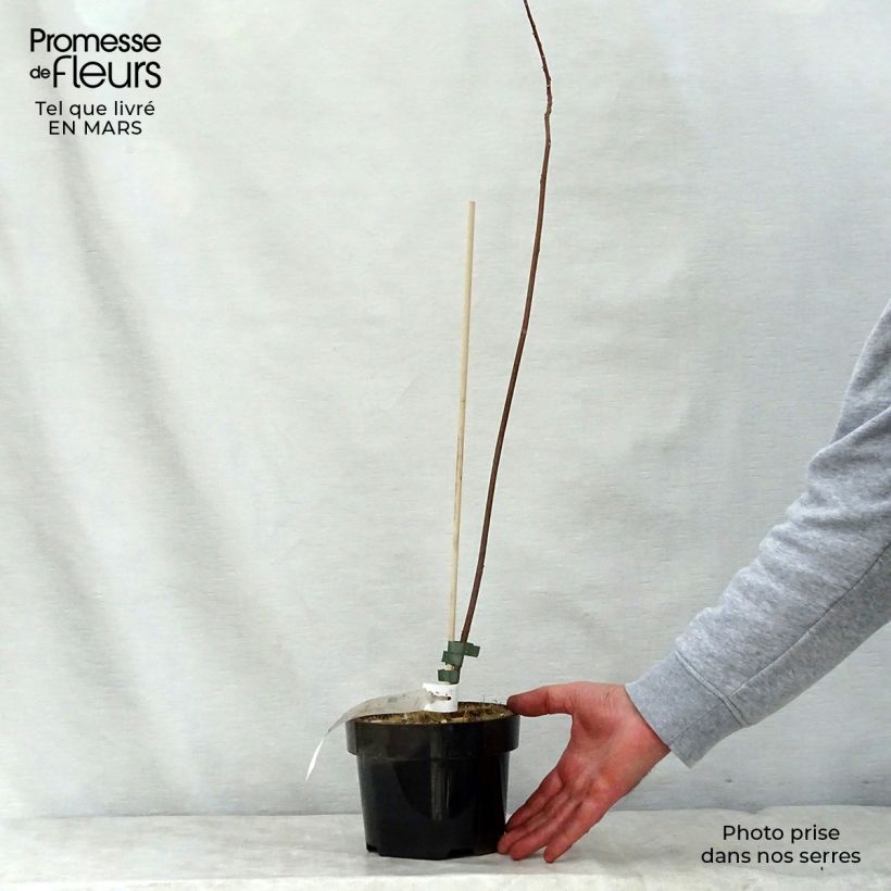 Example of Mallotus japonicus Topf mit 2L/3L as you get in printemps