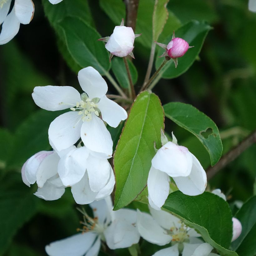 Zierapfel Comtesse De Paris - Malus (Blüte)