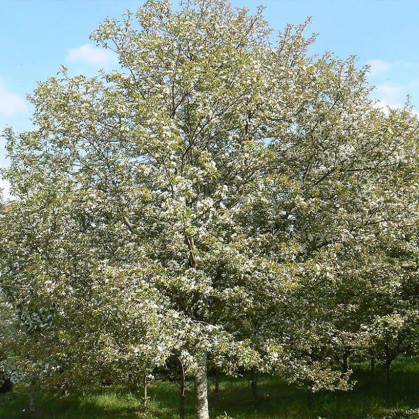 Zierapfel Comtesse De Paris - Malus (Wuchs)