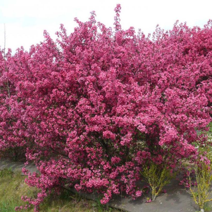 Zierapfel Prairiefire - Malus (Wuchs)