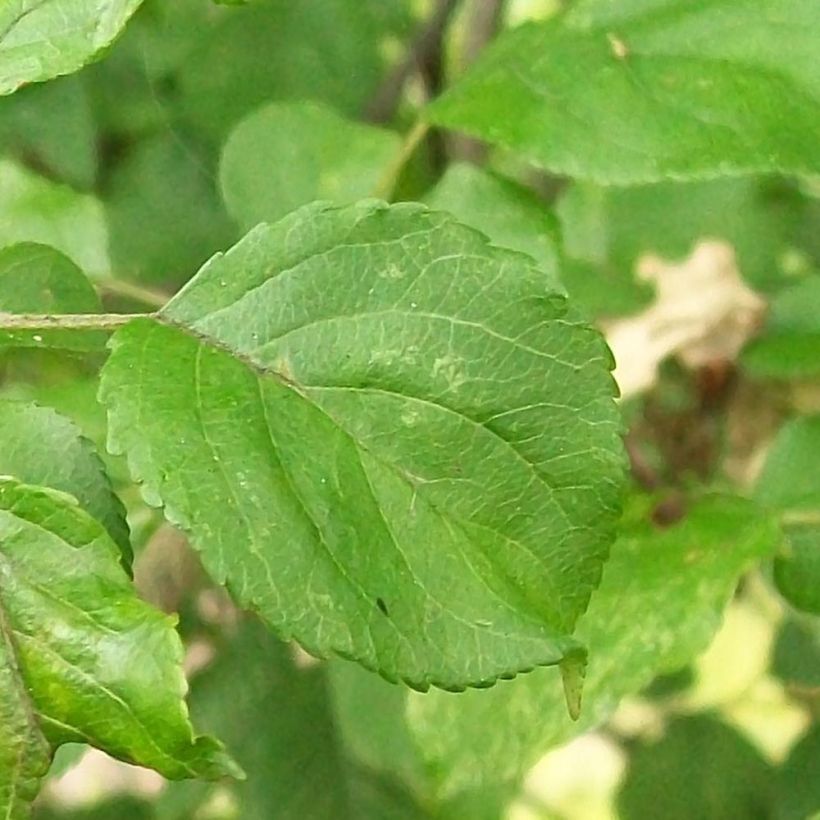 Holzapfel - Malus sylvestris (Foliage)