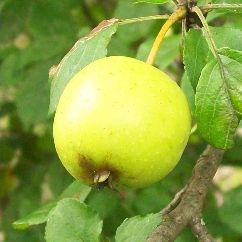 Holzapfel - Malus sylvestris (Harvest)