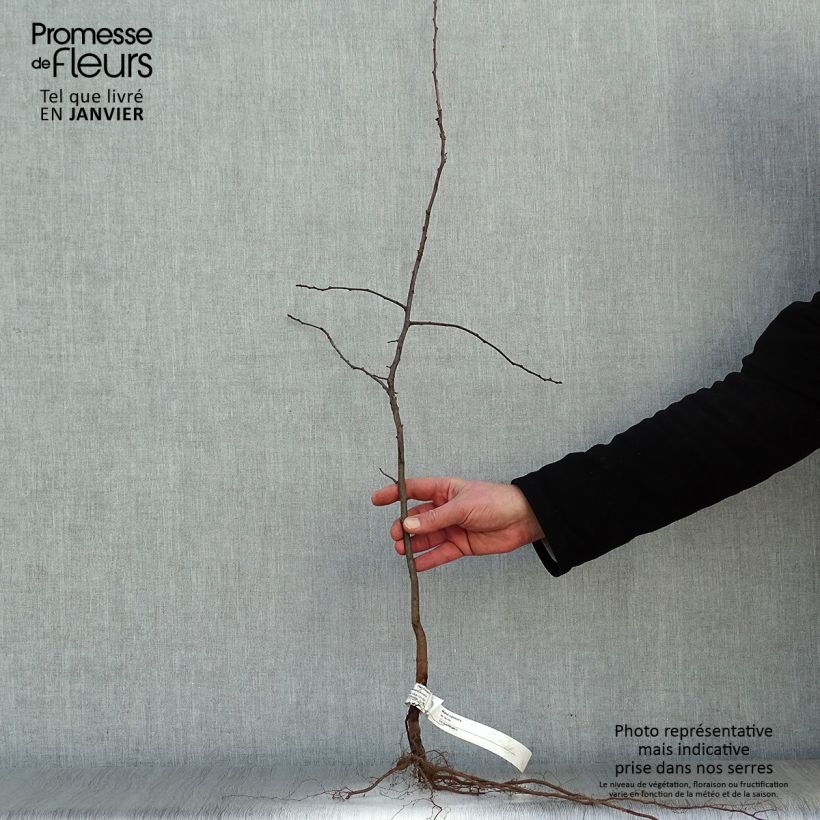 Example of Holzapfel - Malus sylvestris Wurzelnackt as you get in hiver