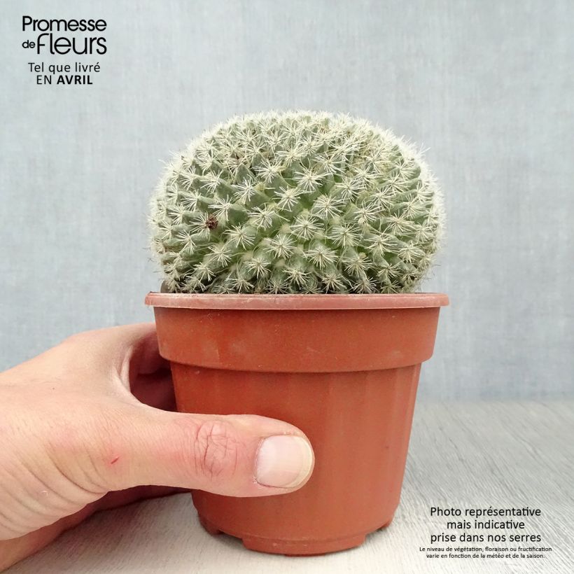 Example of Mammillaria perbella - Warzenkaktus Topf 12 cm / 13 cm as you get in printemps