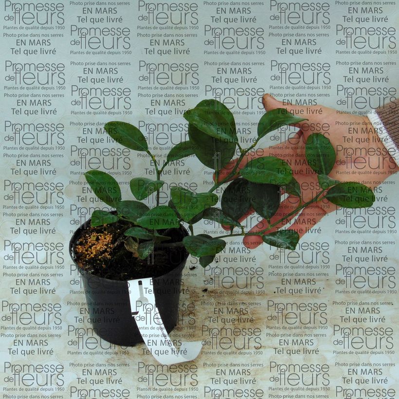 Beispiel eines Exemplars von Mandarine Keraji - Citrus reticulata Topf mit 1L/1,5L, Strauch wie geliefert