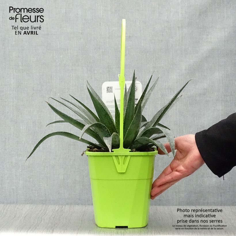 Example of Mangave Mangavé Inkblot Topf mit 3L/4L as you get in printemps