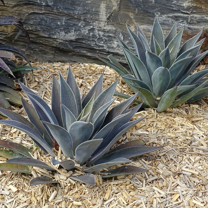 Mangave Mangavé Lavender Lady (Wuchs)