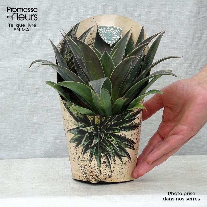 Exemplar von Mangave Mangavé Lavender Lady Topf mit 1L/1,5L wie im Frühjahr geliefert