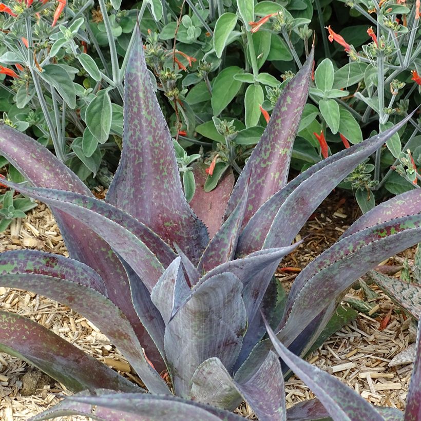 Mangave Mangavé Mission to Mars (Wuchs)