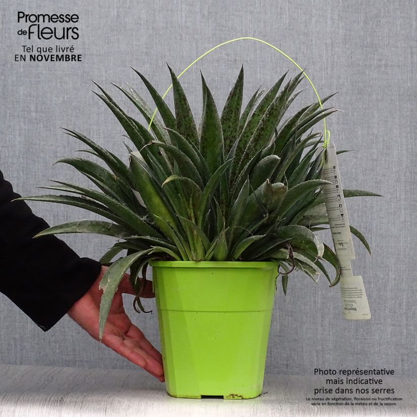 Exemplar von Mangave Mangavé Pineapple Express Topf mit 3L/4L wie im Herbst geliefert