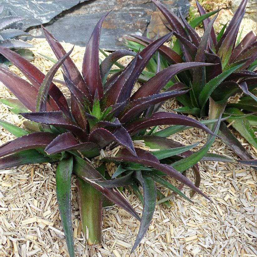 Mangave Mangavé Redwing (Wuchs)