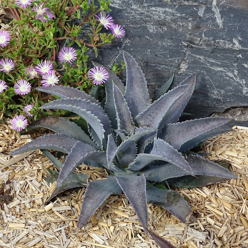 Mangave Mangavé Silver Fox (Wuchs)