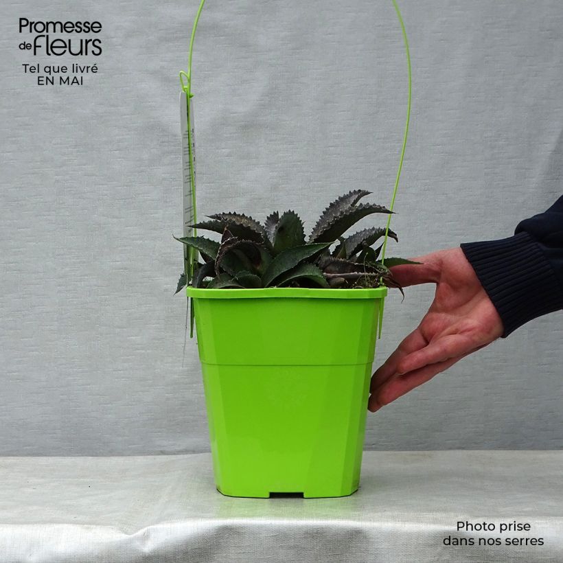 Exemplar von Mangave Mangavé Silver Fox Topf mit 3L/4L wie im Frühjahr geliefert