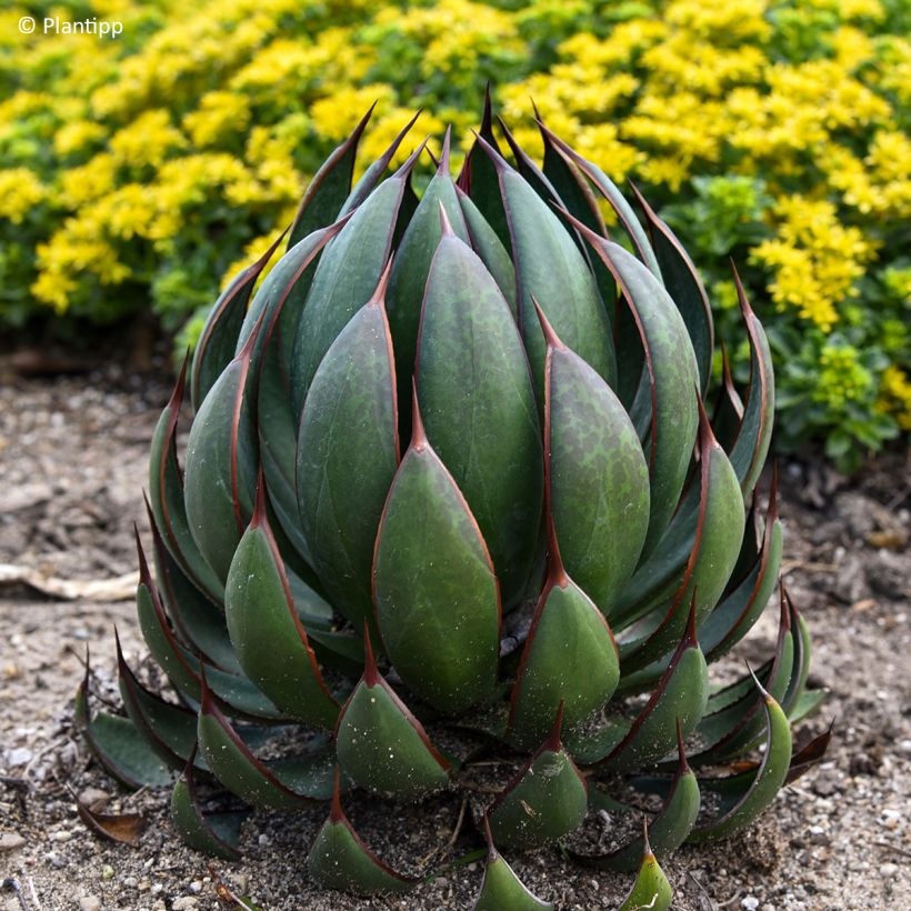 Mangave Praying Hands (Foliage)