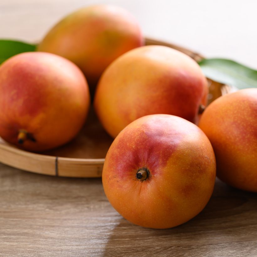 Mangobaum Tommy Atkins - Mangifera indica (Harvest)