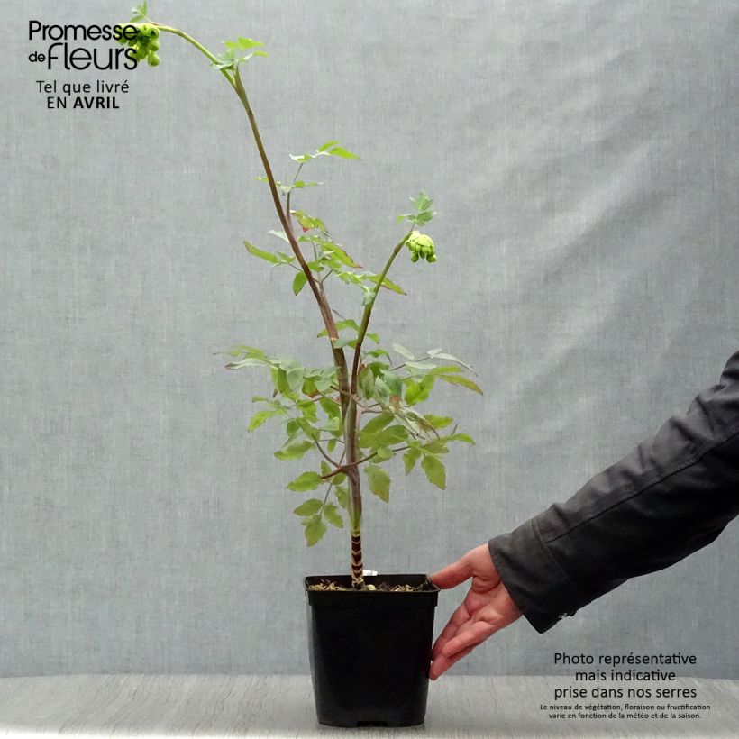 Exemplar von Mathiasella bupleuroides Green Dream Topf mit 3L/4L wie im Frühjahr geliefert