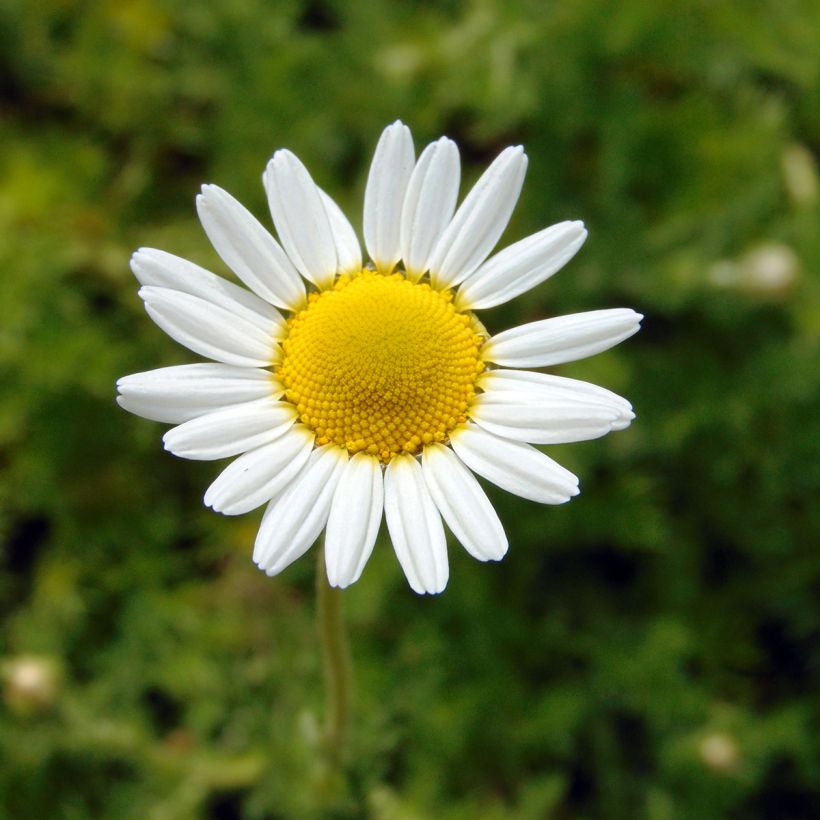 Römische Hundskamille - Anthemis nobilis (Flowering)