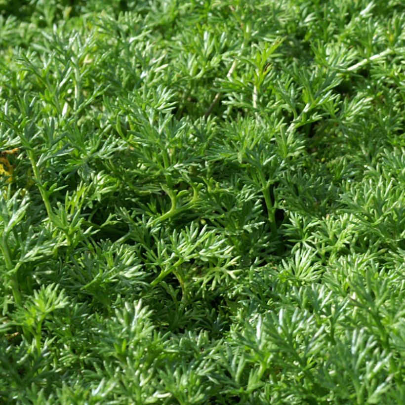 Matricaria tchihatchewii - Kamille (Laub)