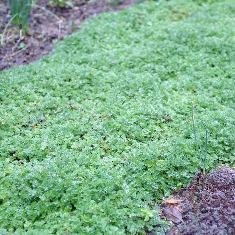 Matricaria tchihatchewii - Kamille (Wuchs)