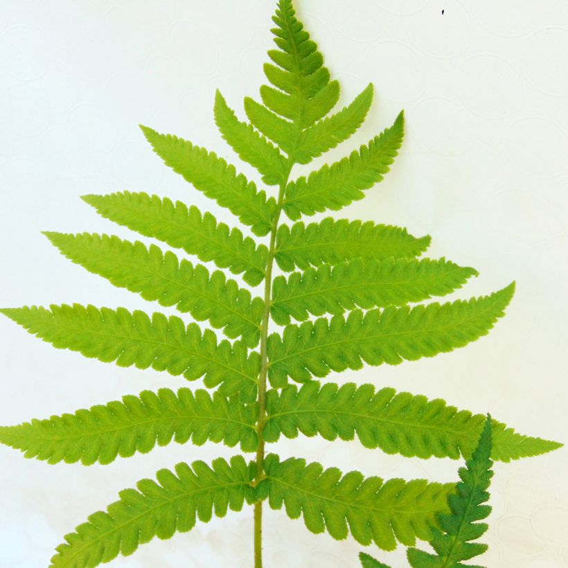 Asiatischer Straußenfarn - Matteuccia orientalis (Foliage)