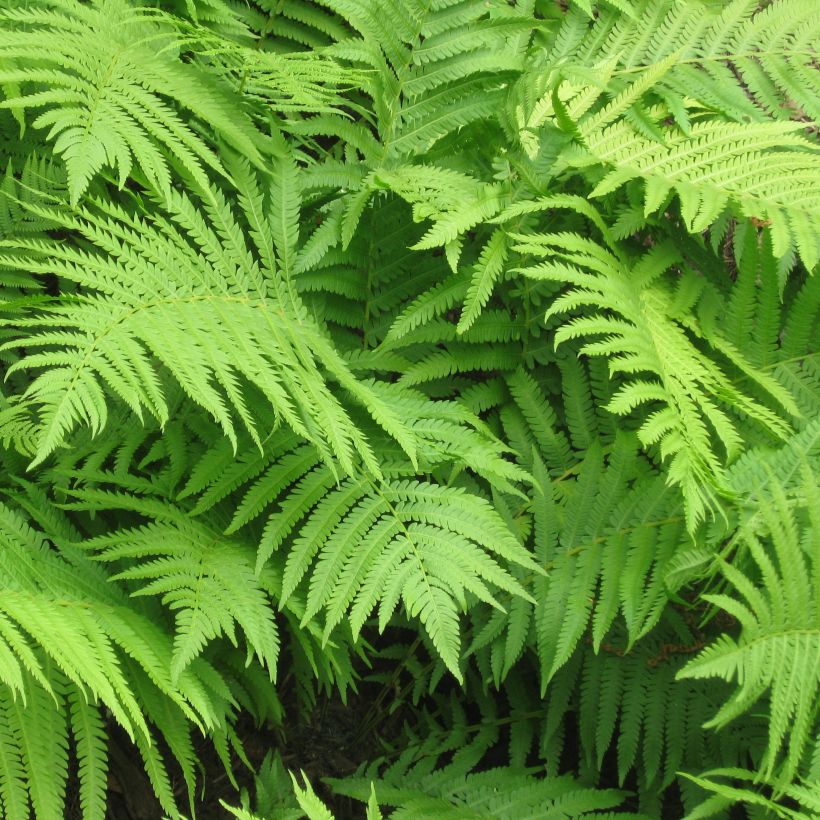Straußenfarn - Matteuccia struthiopteris (Foliage)