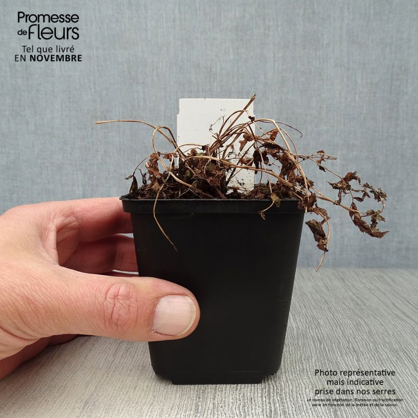 Exemplar von Straußenfarn - Matteuccia struthiopteris Kleine Töpfe von 8/9 cm wie im Herbst geliefert