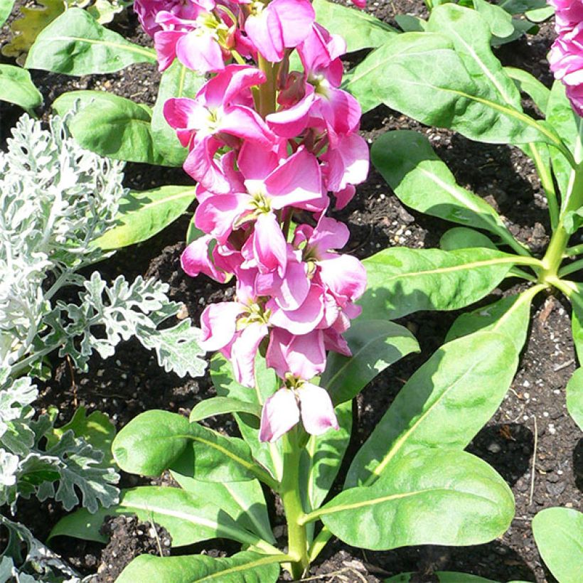 Levkoje - Matthiola incana (Wuchs)