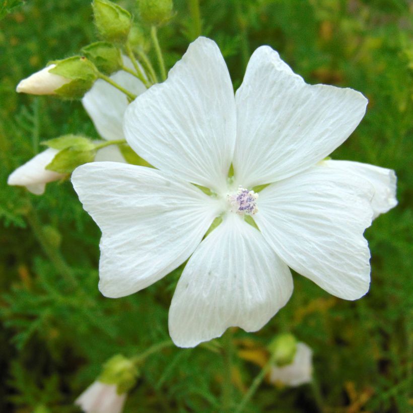 Moschus-Malve Alba - Malva moschata (Flowering)