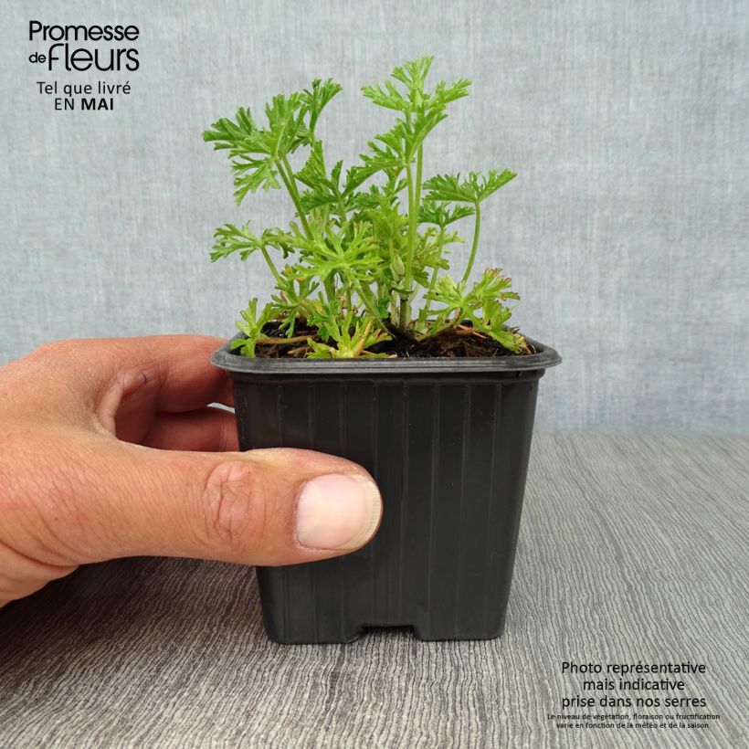 Example of Moschus-Malve Alba - Malva moschata Kleine Töpfe von 7/8 cm as you get in printemps