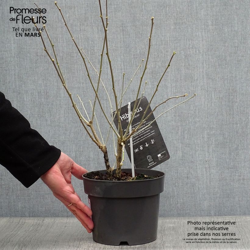 Exemplar von Garten-Hibiscus Red Heart - Hibiscus syriacus Topf mit 3L/4L wie im Frühjahr geliefert