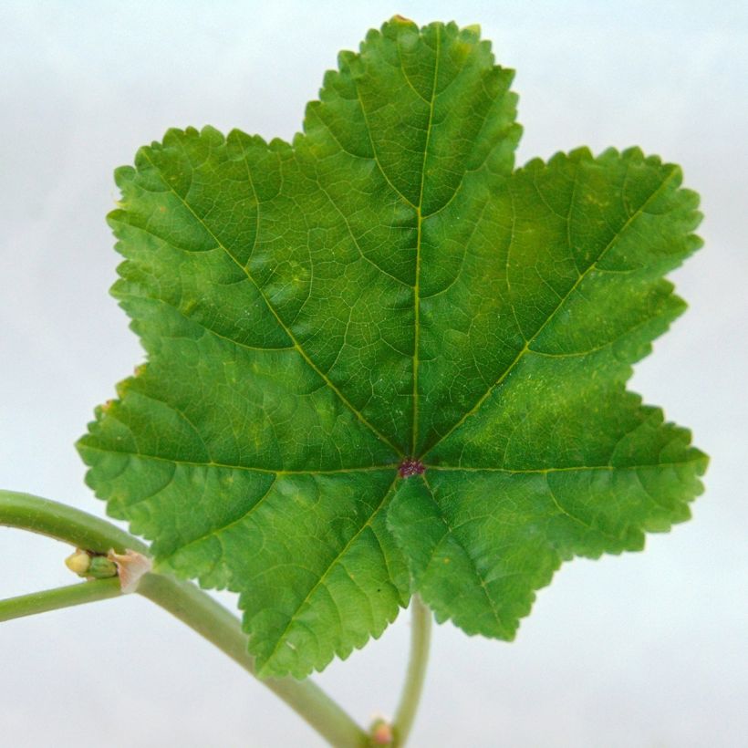 Wilde Malve - Malva sylvestris (Foliage)