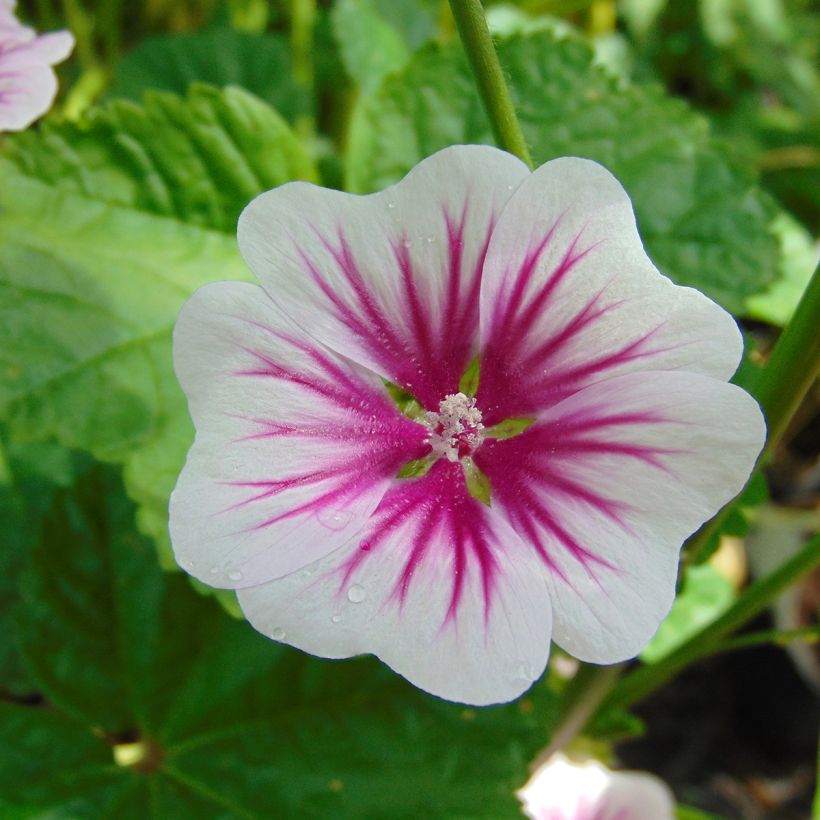 Wilde Malve - Malva sylvestris (Flowering)