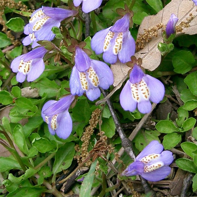 Mazus miquelii - Lippenmäulchen (Blüte)
