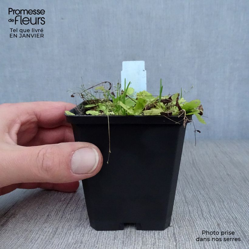 Exemplar von Mazus miquelii - Lippenmäulchen Kleine Töpfe von 8/9 cm wie im Winter geliefert