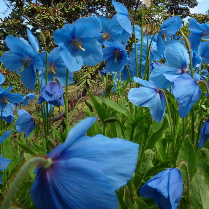 Meconopsis betonicifolia - Scheinmohn (Wuchs)