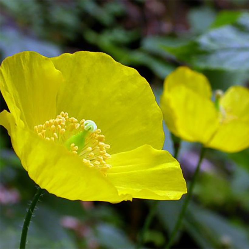 Meconopsis cambrica - Waliser Mohn (Flowering)