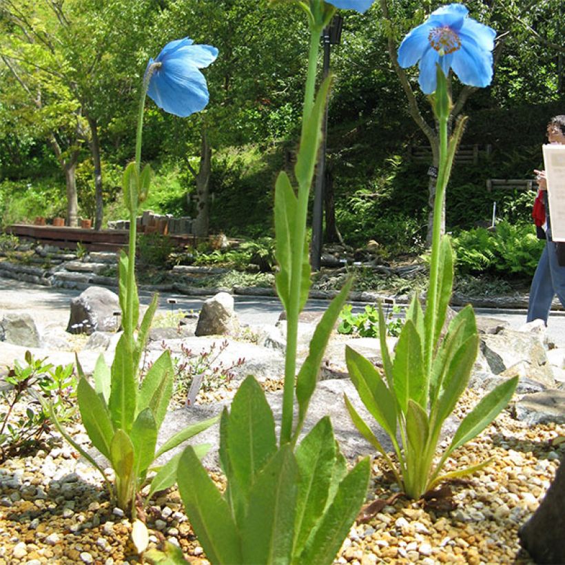 Meconopsis grandis - Großer Scheinmohn (Wuchs)