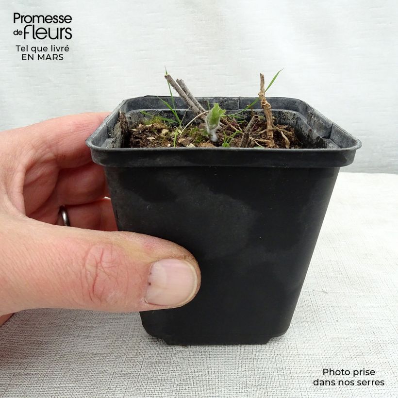 Exemplar von Meehania urticifolia - Asiatische Taubnessel Kleine Töpfe von 8/9 cm wie im Frühjahr geliefert