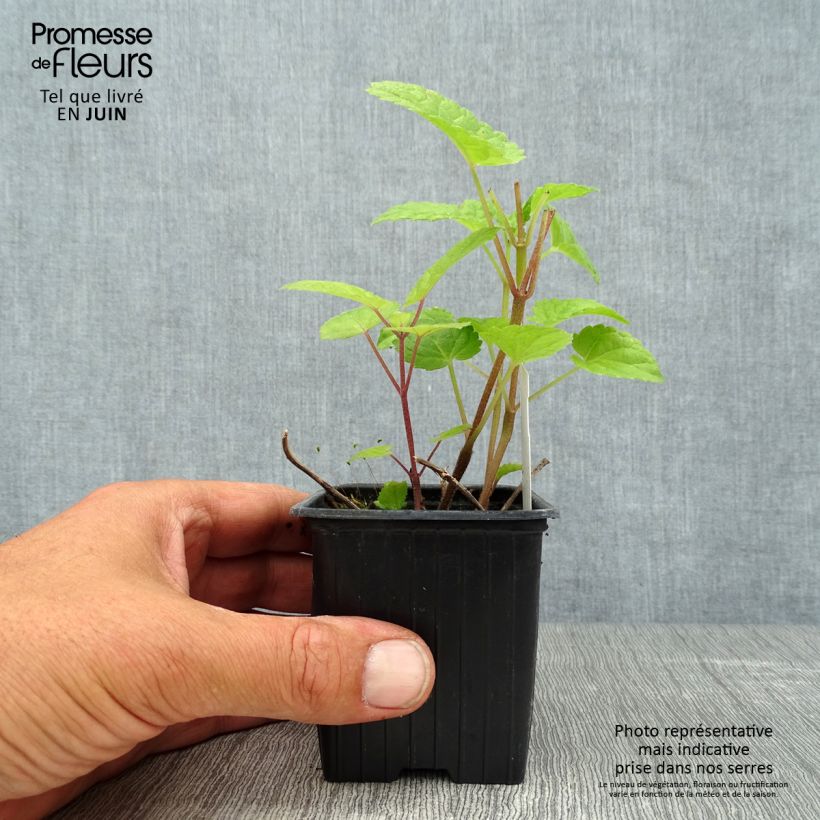 Exemplar von Meehania urticifolia Japan Blau - Asiatische Taubnessel Kleine Töpfe von 8/9 cm wie im Sommer geliefert