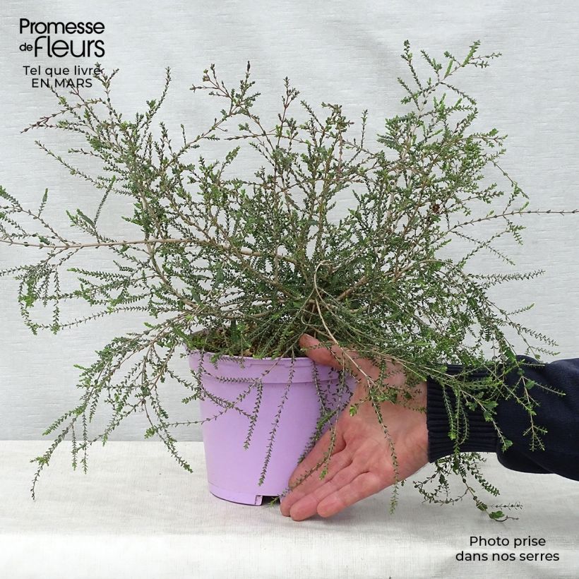 Example of Melaleuca gibbosa - Myrtenheide Topf mit 2L/3L as you get in printemps