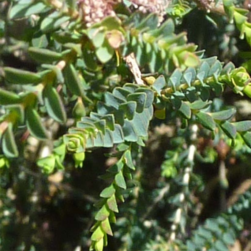 Melaleuca gibbosa - Myrtenheide (Foliage)