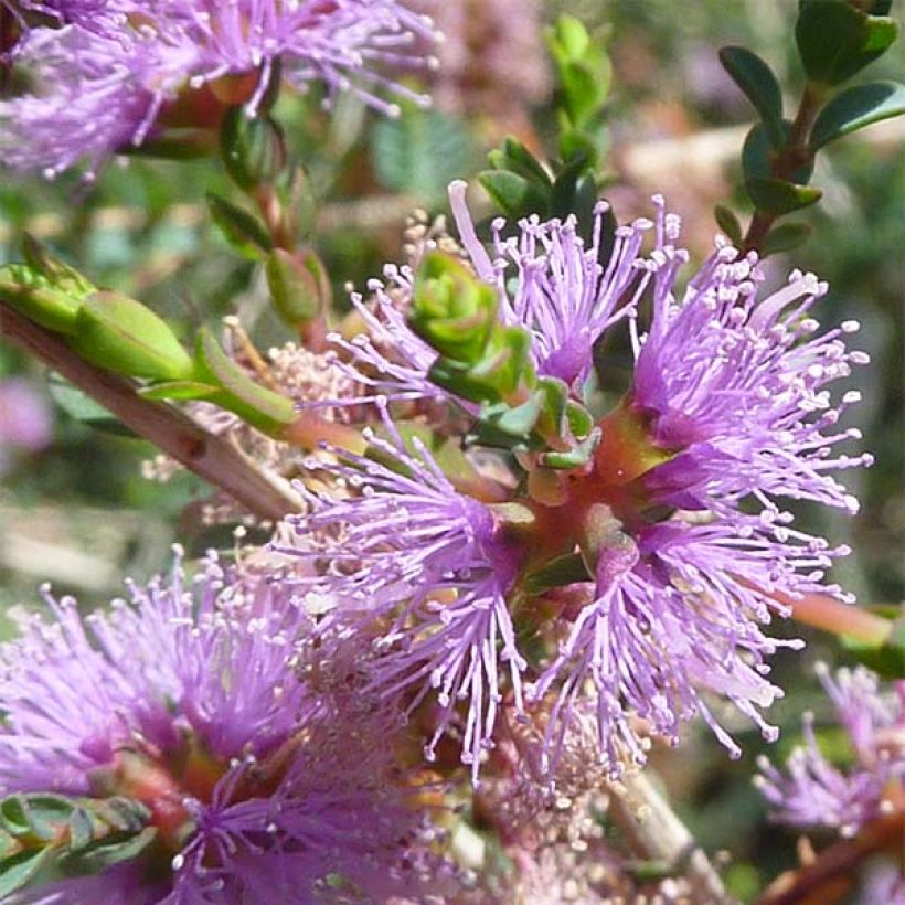 Melaleuca gibbosa - Myrtenheide (Flowering)