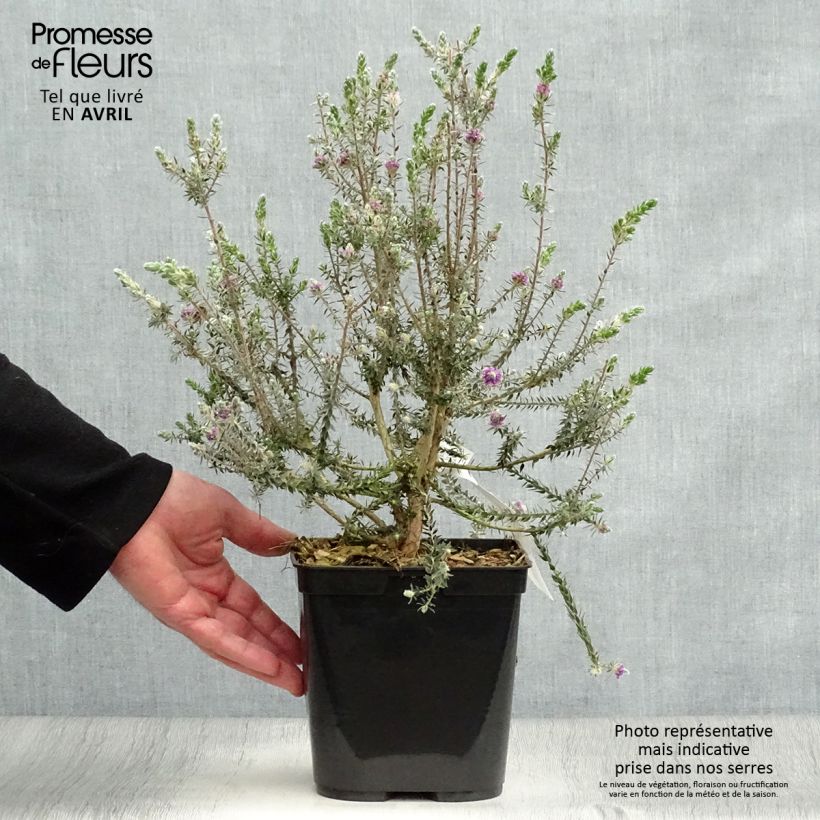 Example of Melaleuca squamea - Myrtenheide Topf mit 3L/4L as you get in printemps