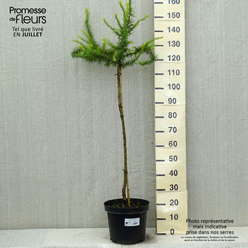 Exemplar von Larix kaempferi Diana - Japanische Lärche Topf mit 12L/15L, Stamm wie im Sommer geliefert