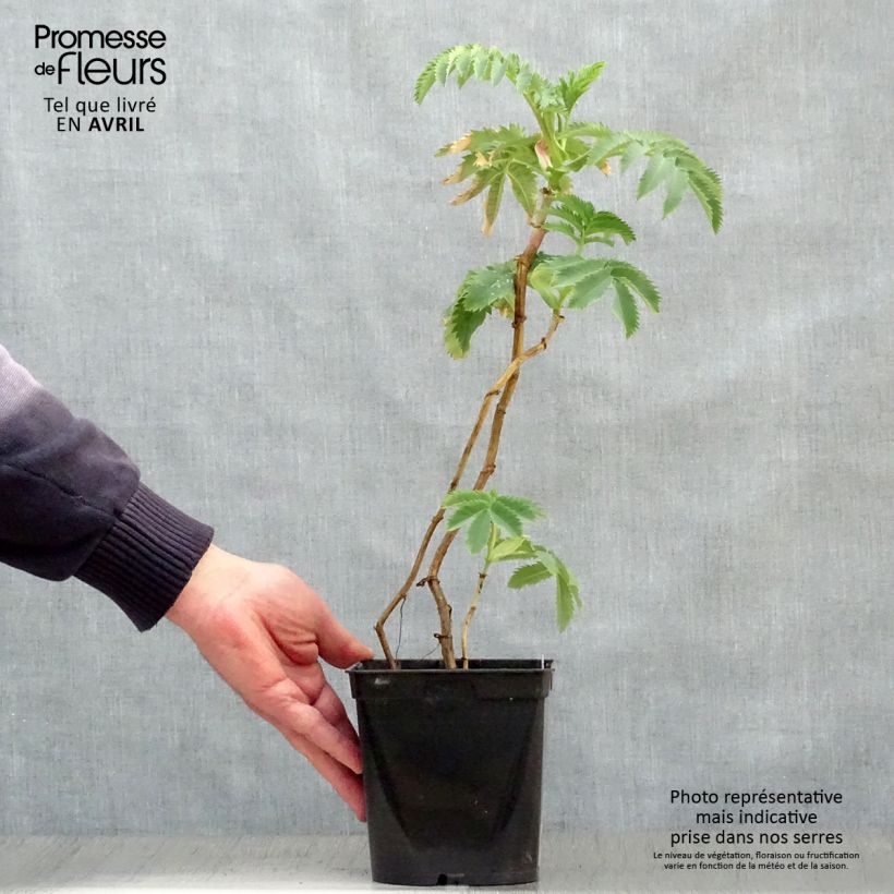 Exemplar von Melianthus major - Honigstrauch Topf mit 2L/3L wie im Frühjahr geliefert