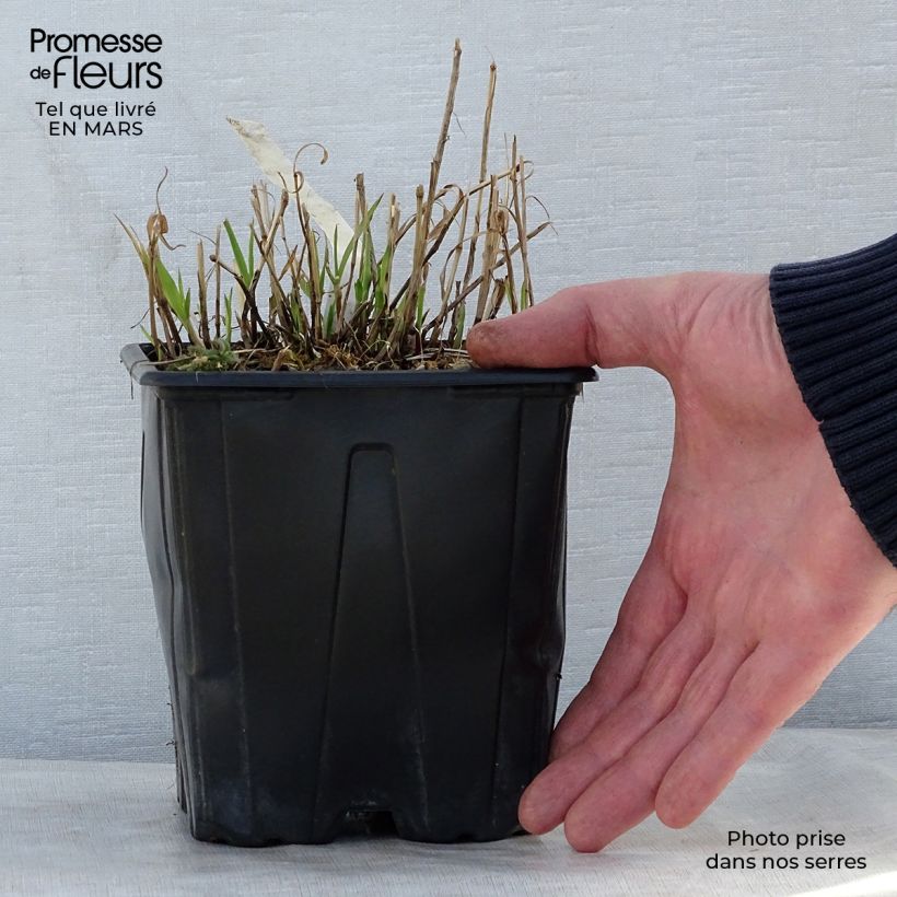 Example of Melica altissima Atropurpurea - Hohes Perlgras Topf mit 2L/3L as you get in printemps