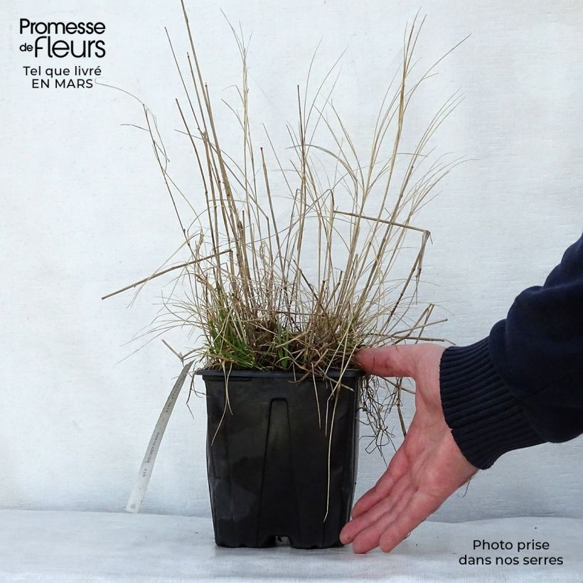 Exemplar von Melica ciliata - Wimper-Perlgras Topf mit 2L/3L wie im Frühjahr geliefert